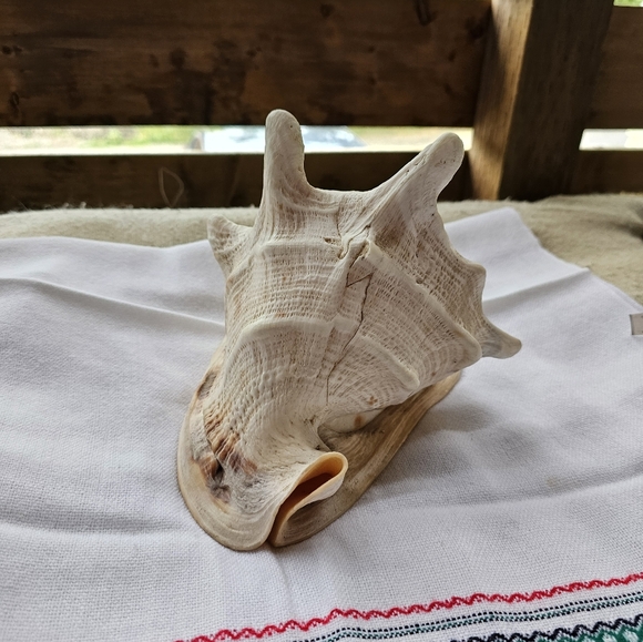 Large Conch Shell - Picture 3 of 6